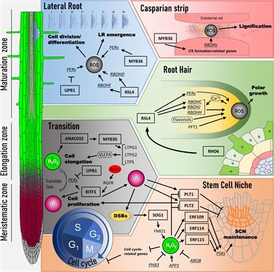 Frontiers | Reactive Oxygen Species Link Gene Regulatory Networks ...